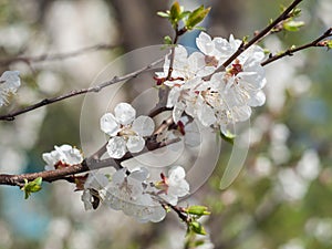 Branches of spring flowering apple tree with blurred background