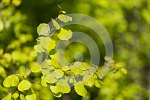 Branches with spring leaves common aspen Populus tremula, selective focus.