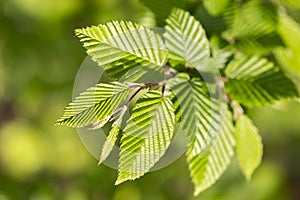 Branches with spring leaves common hornbeam Carpinus betulus, selective focus.