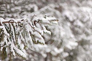 Branches of spruce covered with snow, against the background of trees in a city park