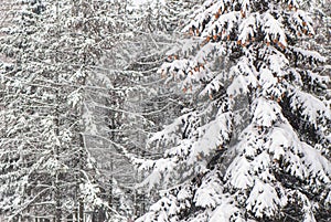 Branches of spruce covered with snow, against the background of trees in a city park