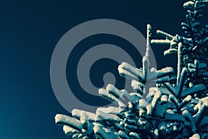 The branches of the spruce are covered with snow in the blue-green twilight of the moon. Natural background