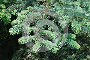 Branches of spruce tree photo