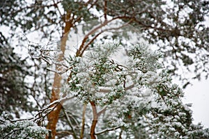 Branches of spruce tree with white snow. Winter spruce trees in the frost.Layer of snow on branches of spruce with hoar-frost.Fir- photo