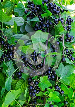 Branches strewn with black currant berries in the garden
