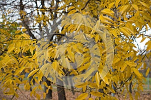 Branches of Styphnolobium japonicum with yellow leaves in autumn