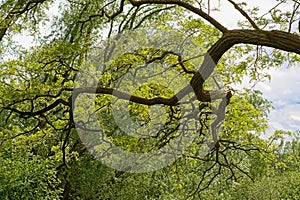 Branches with spring leafs of an oak tree