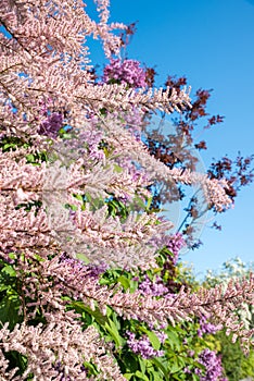 branches of a tamarisk bush, with pink blossoms, blue sky