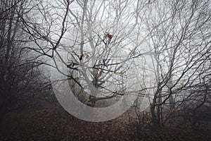 Branches in thick forest with fog