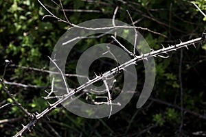 Branches with thorns, in sunlight, in focus.