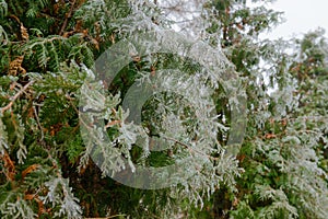 Branches of thuja covered with ice after an icy rain