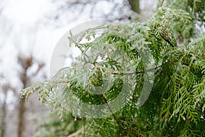 Branches of thuja covered with ice after an icy rain