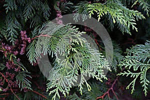 Branches of the thuja tree