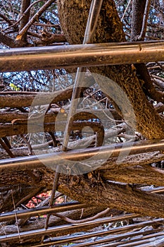 Branches on top of metal frame