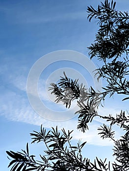 ÃÂrbol a contraluz