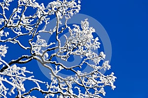 Branches of the tree