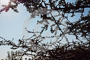 Branches of the tree, Acacia tree Crown of Thorns