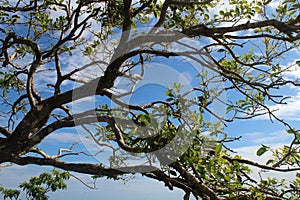 Branches of a tree against blue sky. photo