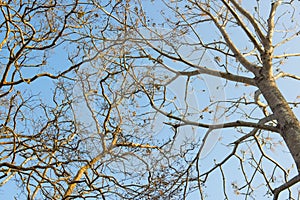 Branches of tree against blue sky