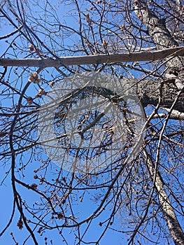 Branches of tree against blue sky