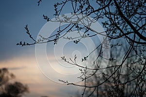 Branches of a tree with buds on a background of pink evening sky.