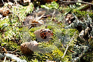 Branches of the tree with cones