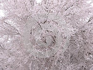 The branches of the tree are covered with hoarfrost