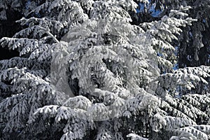 Branches of a tree covered in snow in mountainous alpine setting in Austria.