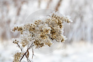 The branches of the tree are covered with white frost, winter and cold