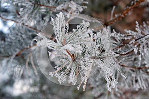 The branches of the tree are covered with white frost, winter and cold