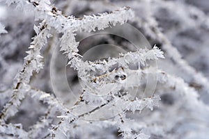 The branches of the tree are covered with white frost, winter and cold