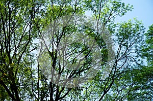 Lush green tree leaves with clear blue sky background