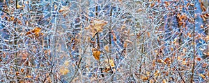 Branches of a tree with dry leaves, covered with frost, on a clear frosty winter day. The texture of the branches of the tree and