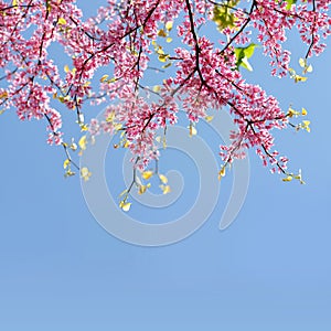 Branches of tree Eastern Redbud Cercis Canadensis in blossom with pink flowers.