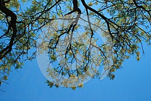 BRANCHES WITH FINE FOLIAGE AGAINST BLUE SKY