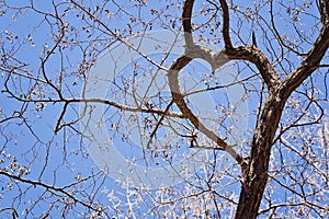 Branches of tree with heart-shaped