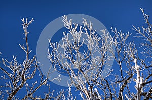 Branches of a tree in hoarfrost against a blue sky