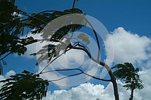 Branches of the Tree Inclined by Strong Wind photo