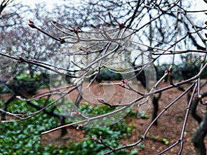 Branches of a tree on a late winter day