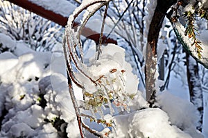 Branches of a tree with leaves and buds covered with snow and ice in the form of patterns on an isolate background. Frozen twigs c