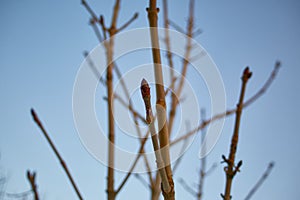 Branches of a tree without leaves in early spring against a bright blue sky and the wagtail on branch