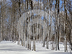 branches of a tree without leaves under the snow in winter