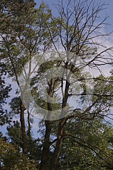 The branches of an tree on a blue sky background