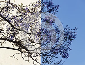 Branches of tree with lilac flowers on a two-color background