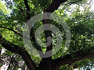 Branches of tree in a morning sunlight park perspective view