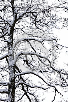 Branches of tree in the snow