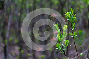 The branches of the tree are spring in the forest. Young orange leaves grow