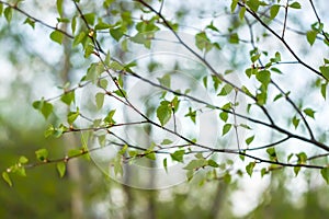 Branches of a tree in sunlight, natural green spring nature background.
