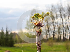 Branches of tree in sunlight, natural green spring nature background.