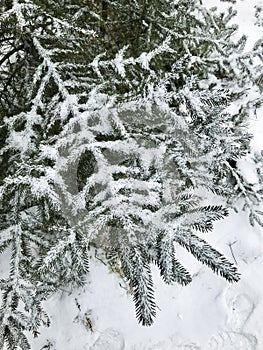 Branches under the snow
